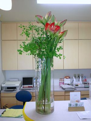 アマリリス ドーダンツツジ 受付の花