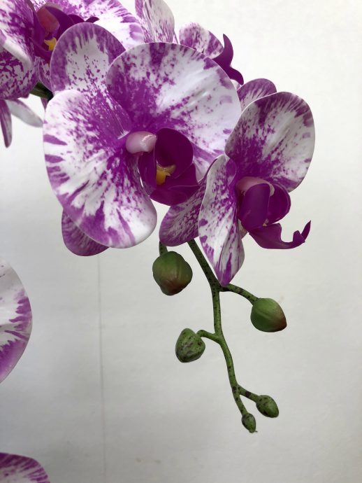 胡蝶蘭 開店祝い