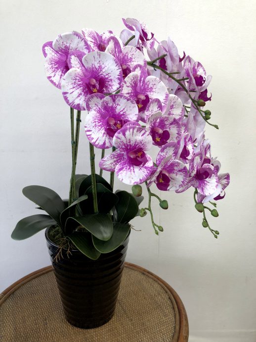 胡蝶蘭 新築祝い