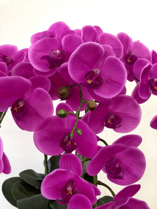 胡蝶蘭 プレゼント