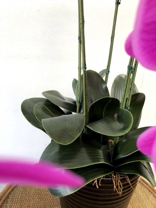 胡蝶蘭 アーティフィシャルフラワー