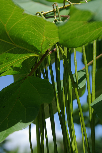 キササゲという樹木の実が垂れ下がっています。