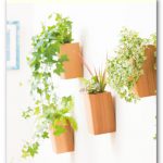 壁掛けできる観葉植物のご紹介