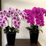 胡蝶蘭の造花の鉢物５本立ち