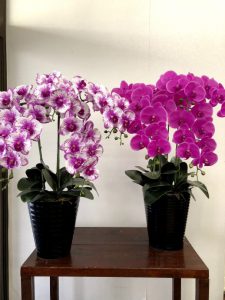 胡蝶蘭の造花の鉢物５本立ち