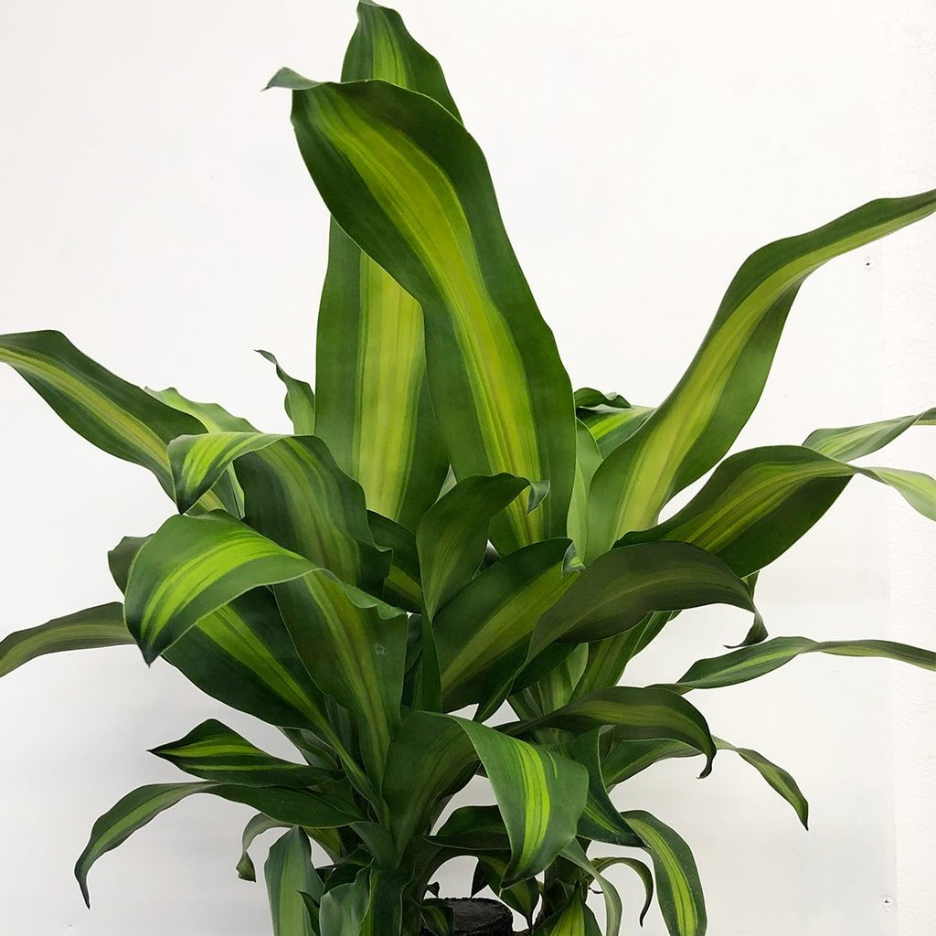 観葉植物　平戸市　花屋