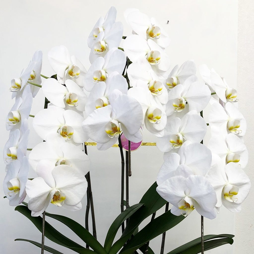 胡蝶蘭　コチョウラン　平戸市　タナカヤ花店