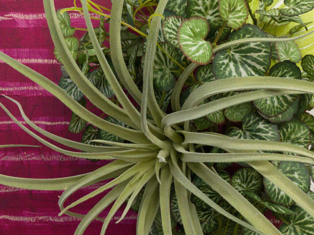 壁掛け　造花　アート　チランジア　ユキノシタ