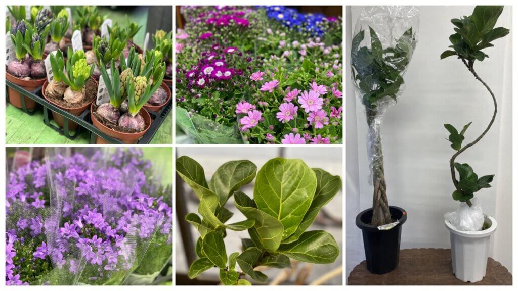 ヒヤシンス　サイネリア　ベルフラワー　カシワバゴム　パキラ