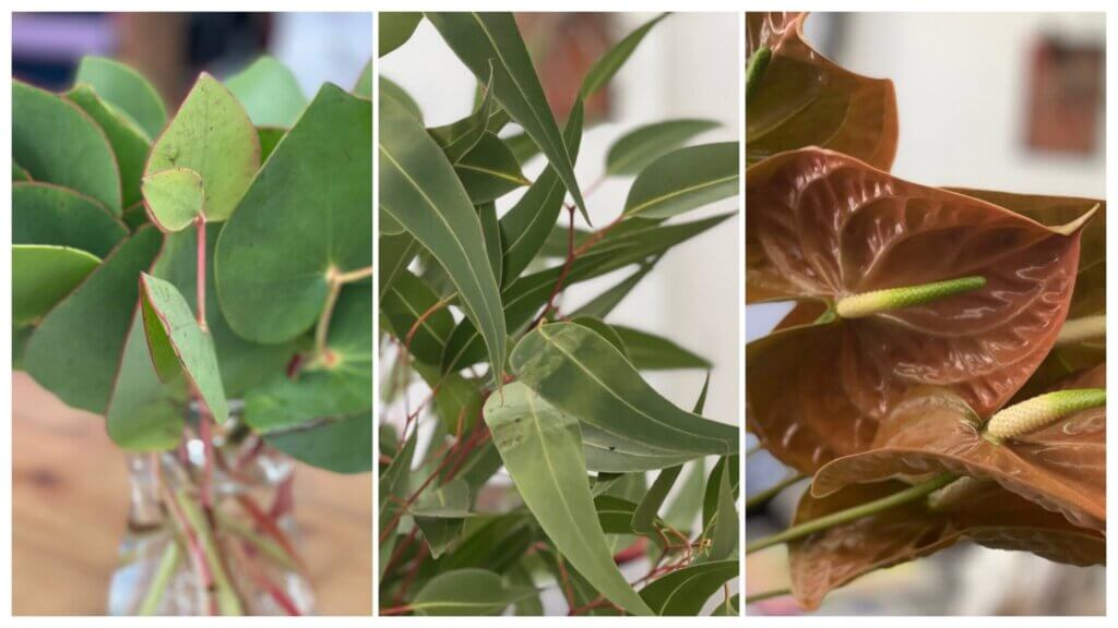 コルダータ　ユーカリ　アンスリウム