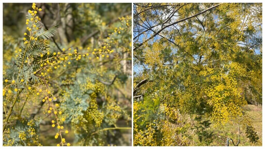 ミモザ　アカシア