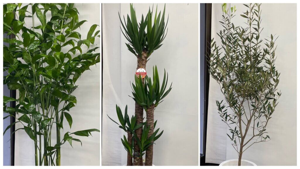 観葉植物　ユッカ　オリーブ　テーブルヤシ　チャメドレア