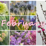 2月の花屋ブログ～花の仕入れ、フラワーバレンタインなど～