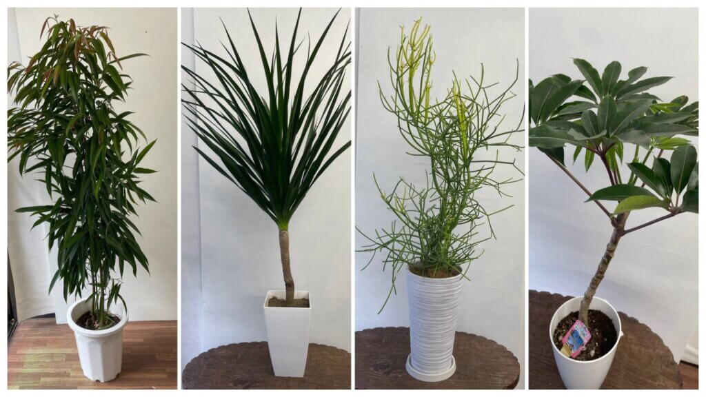 観葉植物 ツピダンサス ミルクブッシュ フィカス・イレグラリス ショウナンゴムノキ ドラセナ・カンボジアーナ