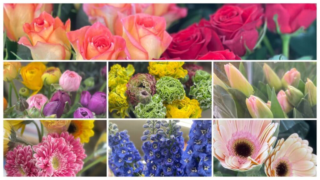 ガーベラ アライアンス サンダンス パームビーチ パワーボール バラ ホットブラッド フェスティボ デルフィニウム チューリップ トムポーズ ラナンキュラス ポンポン