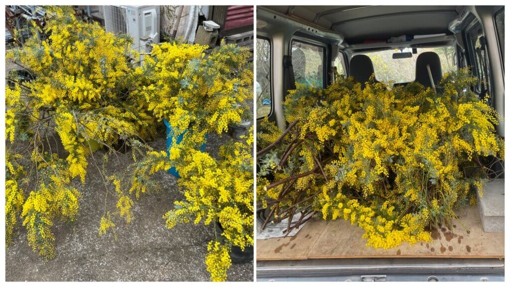 ミモザ アカシア