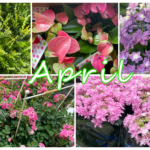 4月の花屋ブログ～花の仕入れ、入学式、入園入学祝い、など～