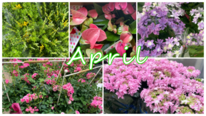 4月の花屋ブログ～花の仕入れ、入学式、入園入学祝い、など～