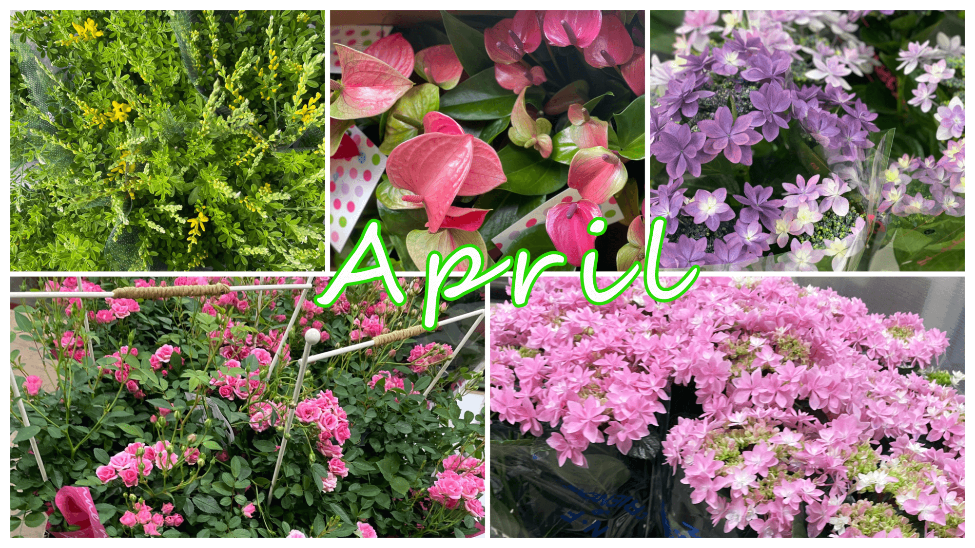 4月の花屋ブログ～花の仕入れ、入学式、入園入学祝い、など～