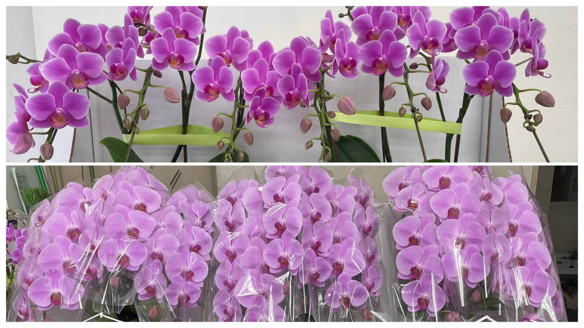 ピンクの胡蝶蘭の花の画像