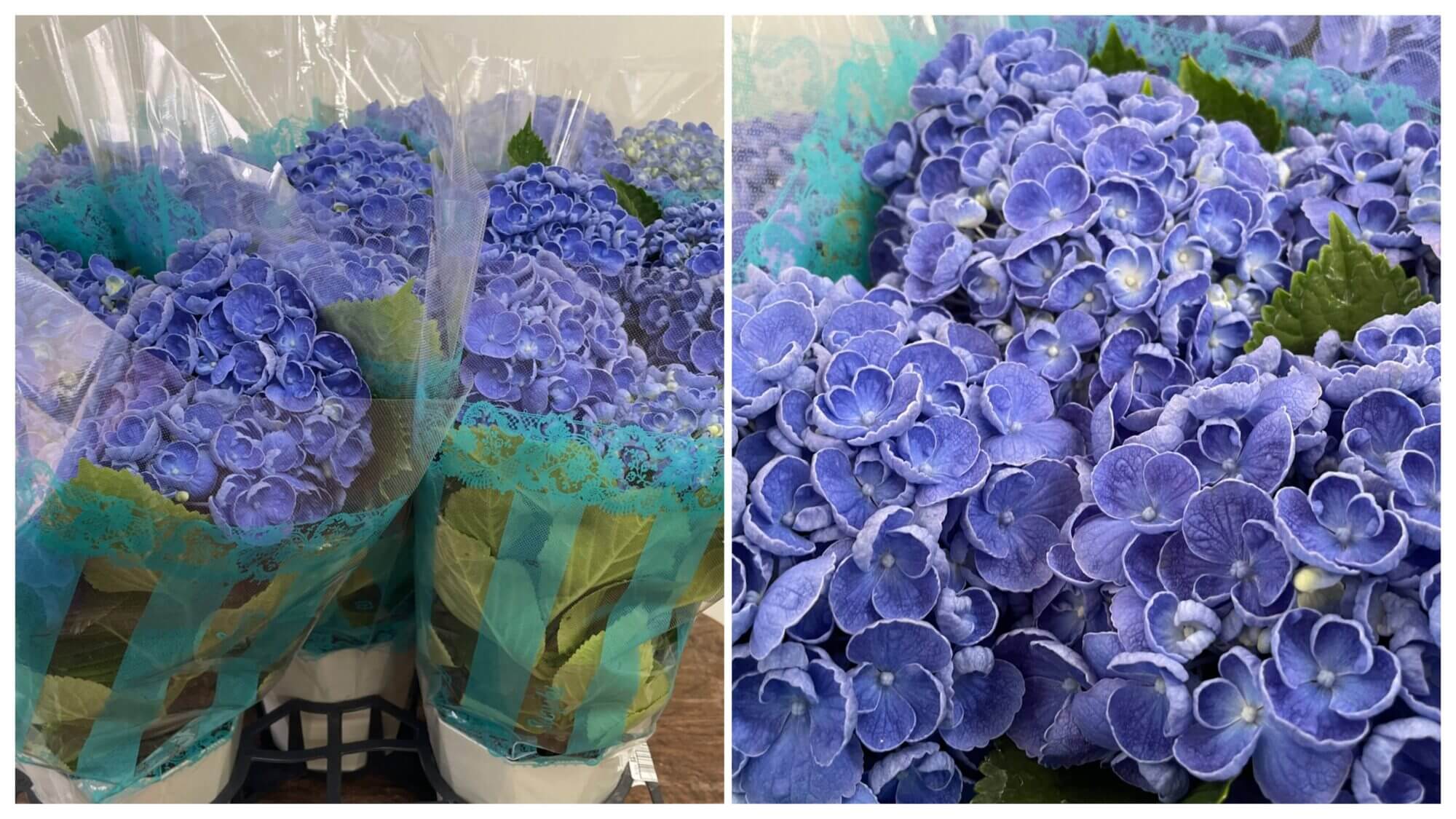 紫陽花の鉢物で品種名ポップコーンの花の画像