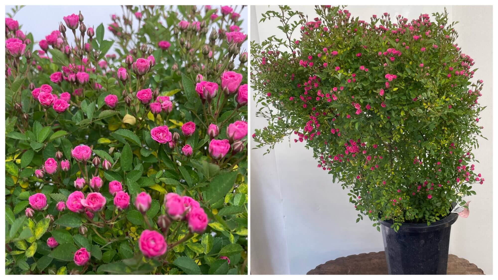 世界一小さいバラのリトルウッズの花の画像