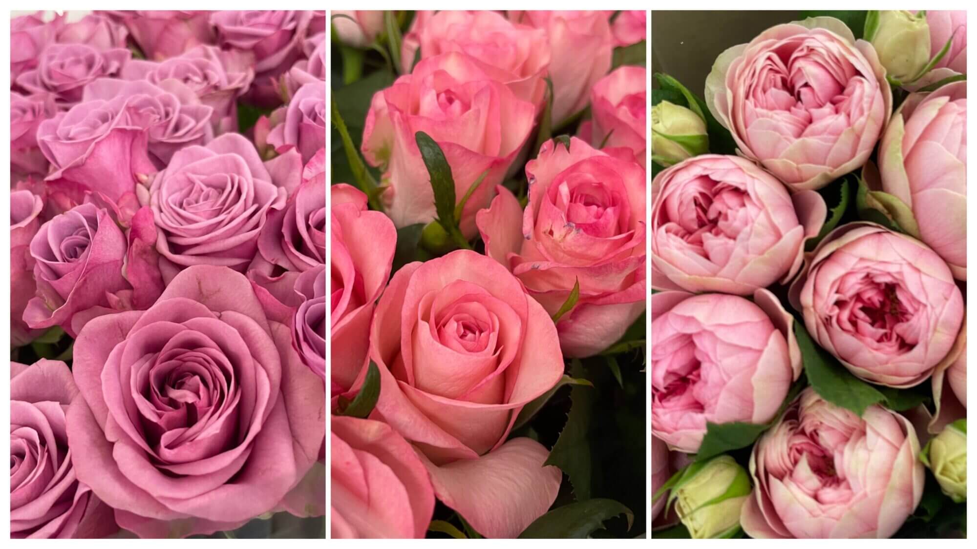 3種類のバラの花の画像