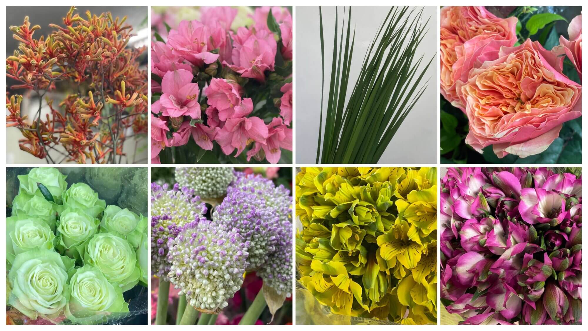 カンガルーポーや琉球シャガ、アルストロメリア、バラなど本日仕入れの切り花の画像