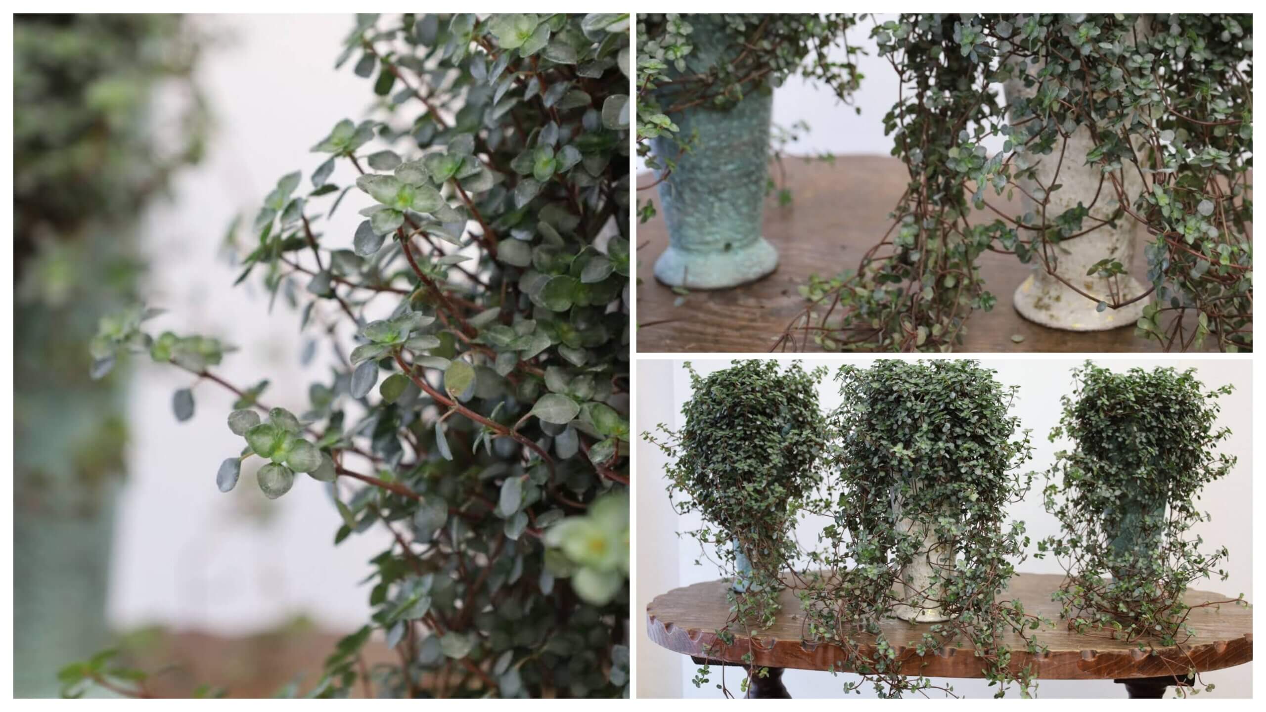 ピレアグラウカグレイジーの画像