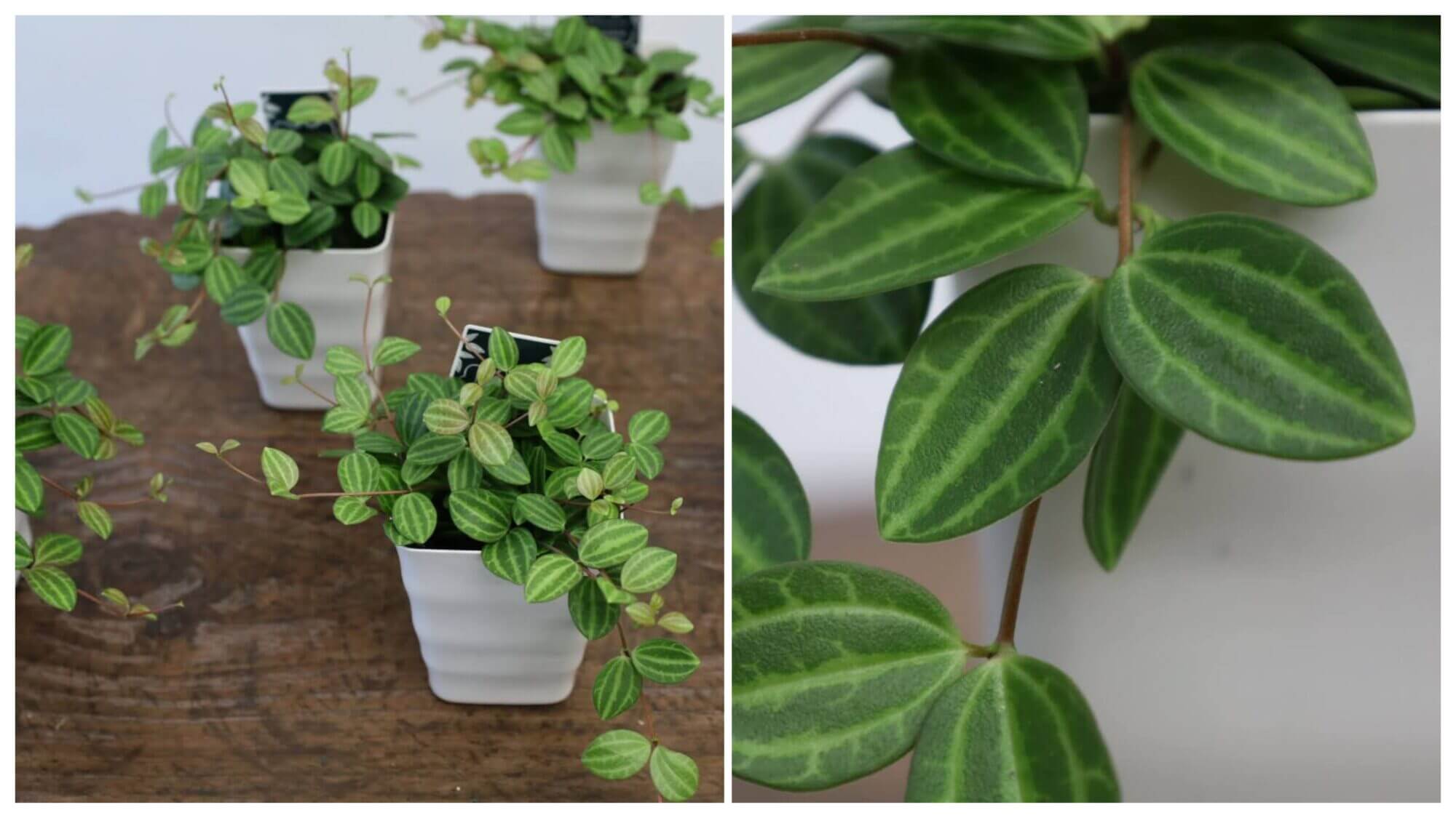 ペペロミア アングラータの画像