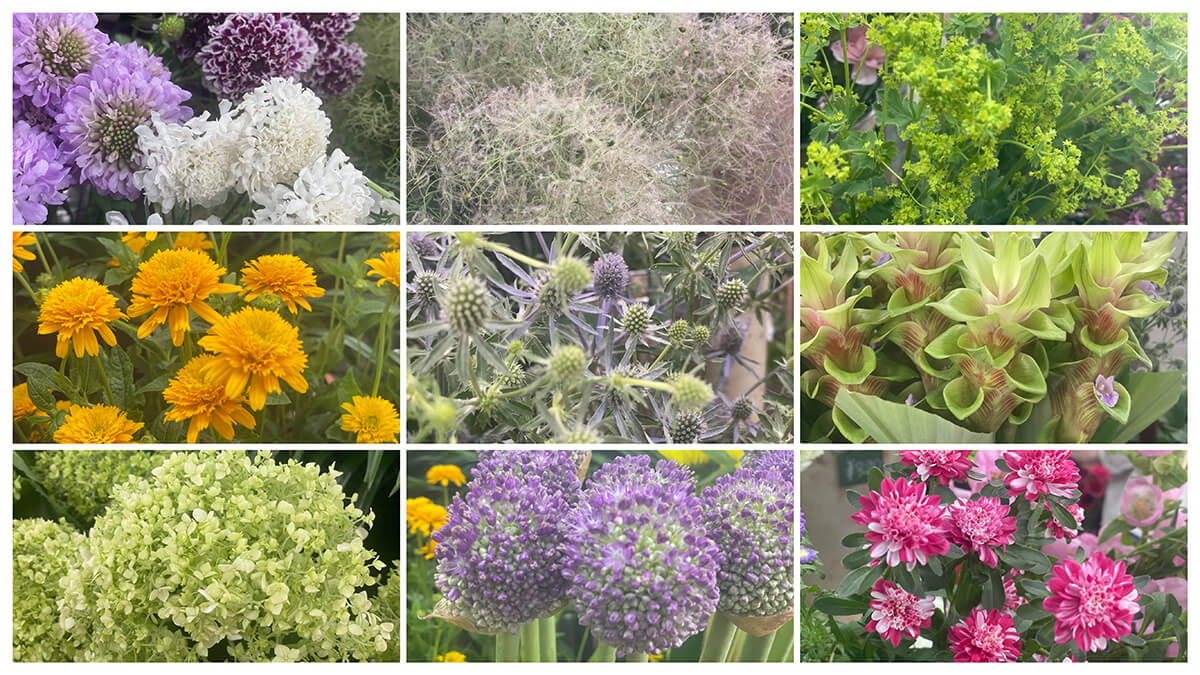 切り花 仕入れ 6月