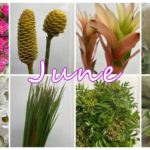 6月の花屋ブログ～花の仕入れ、父の日、など～