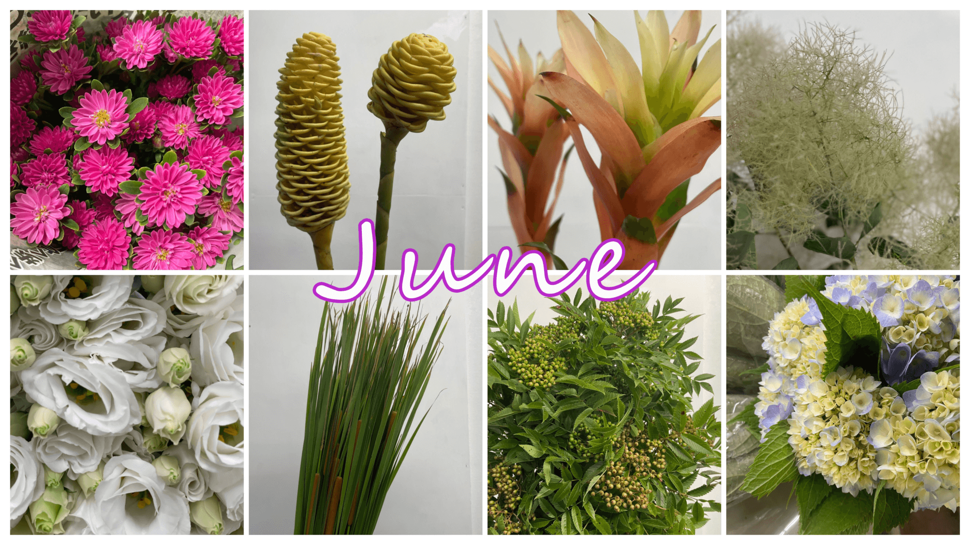 6月の花屋ブログ～花の仕入れ、父の日、など～