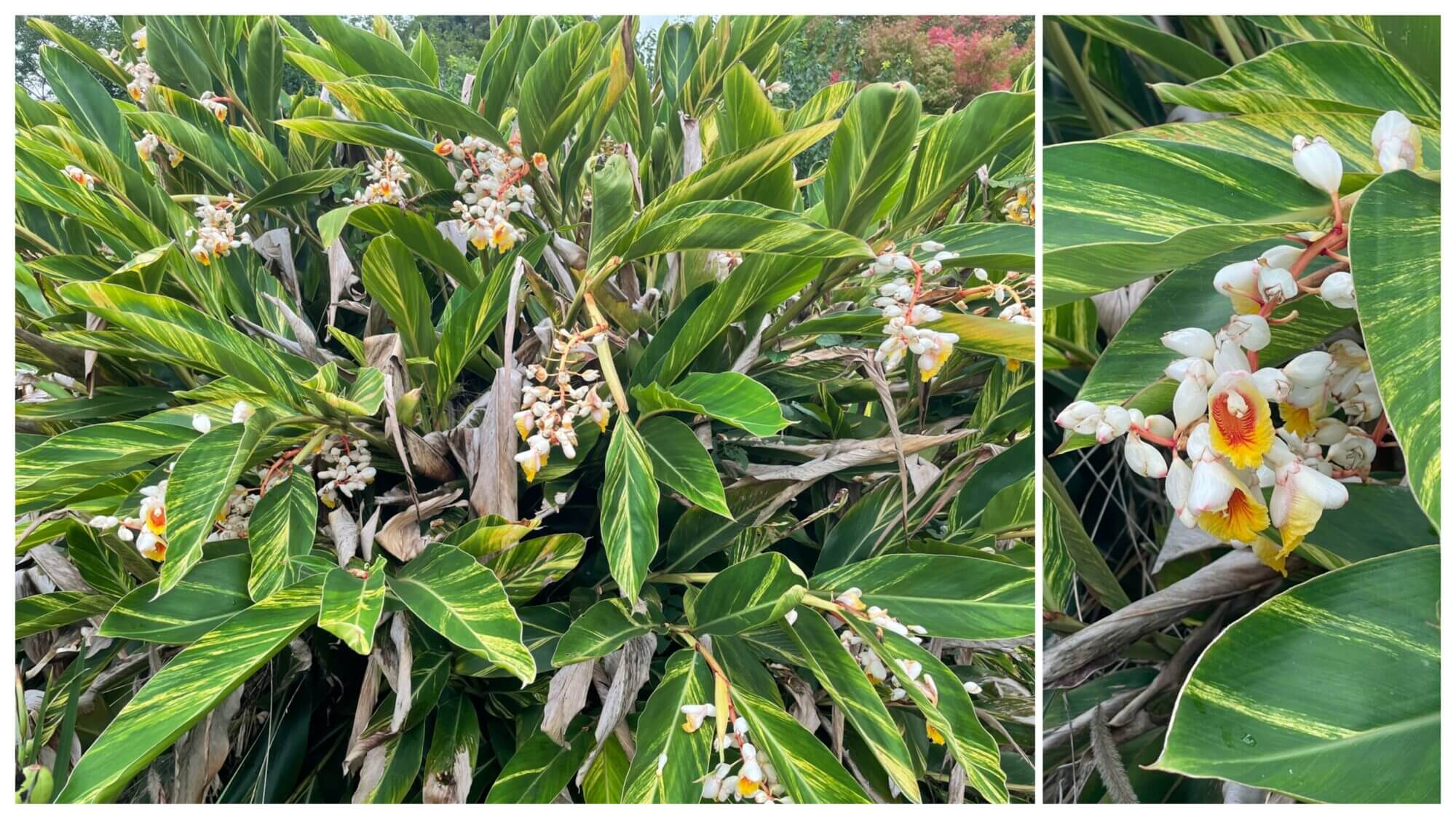 月桃の花の画像