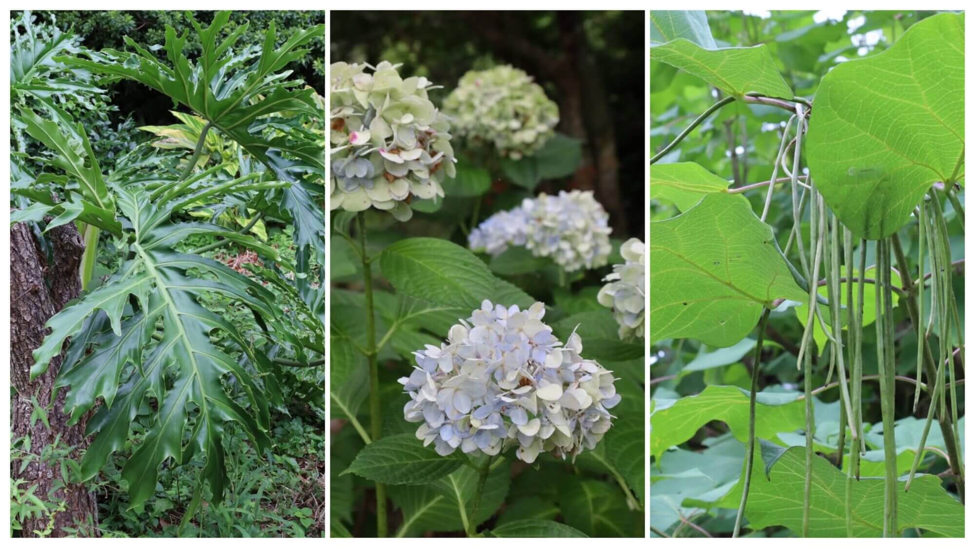 セローム、アジサイ、キササゲの画像