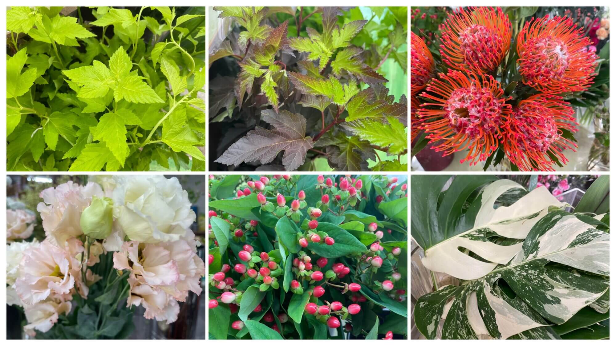 ピンクッション、アメリカテマリシモツケ