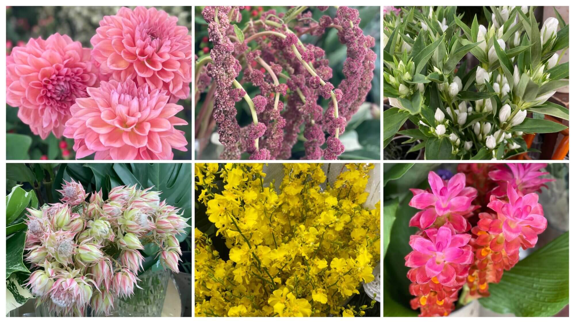 生花　仕入れ　７月