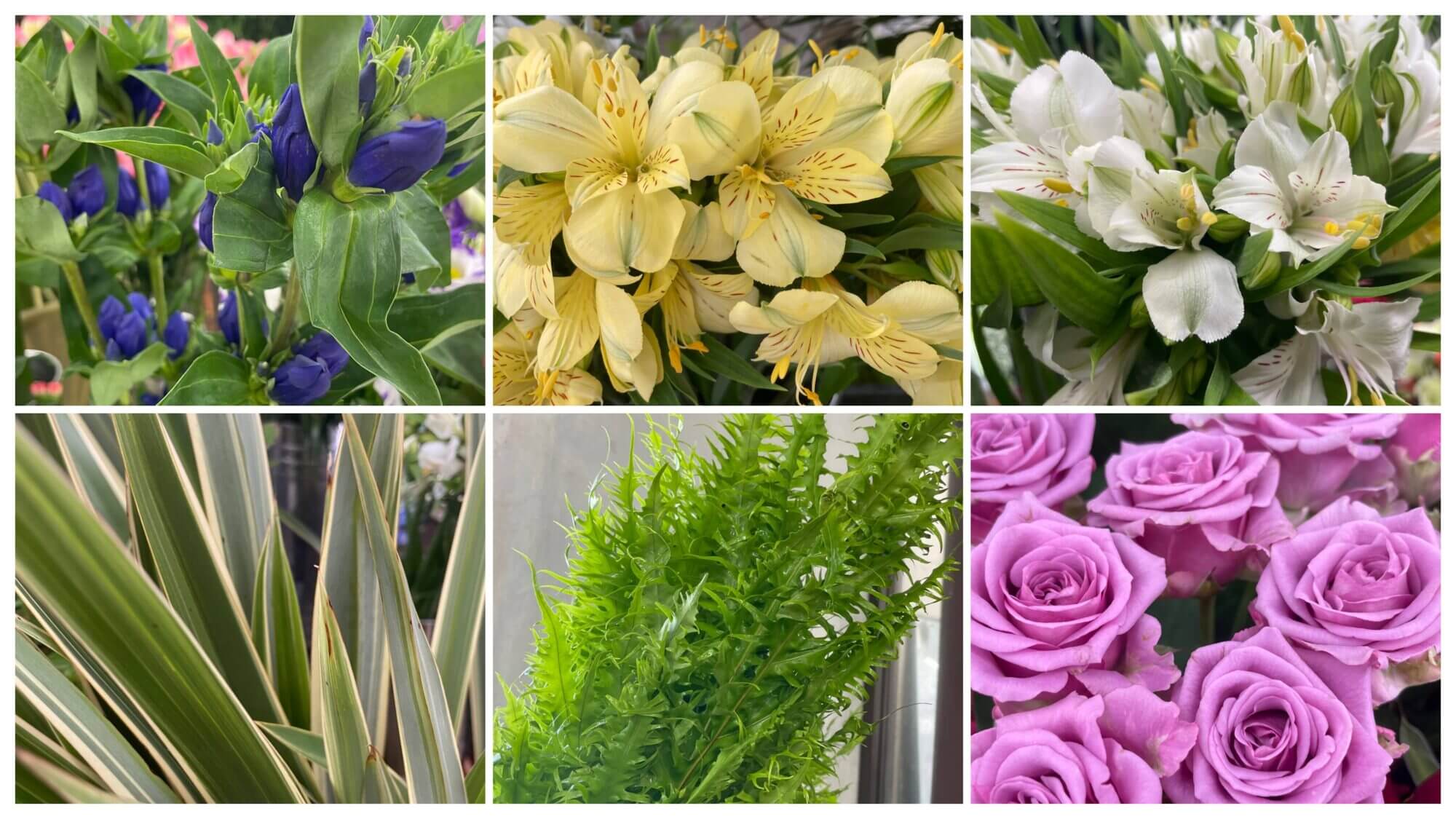 リンドウながの２号、アルストロメリア、飛龍シダ