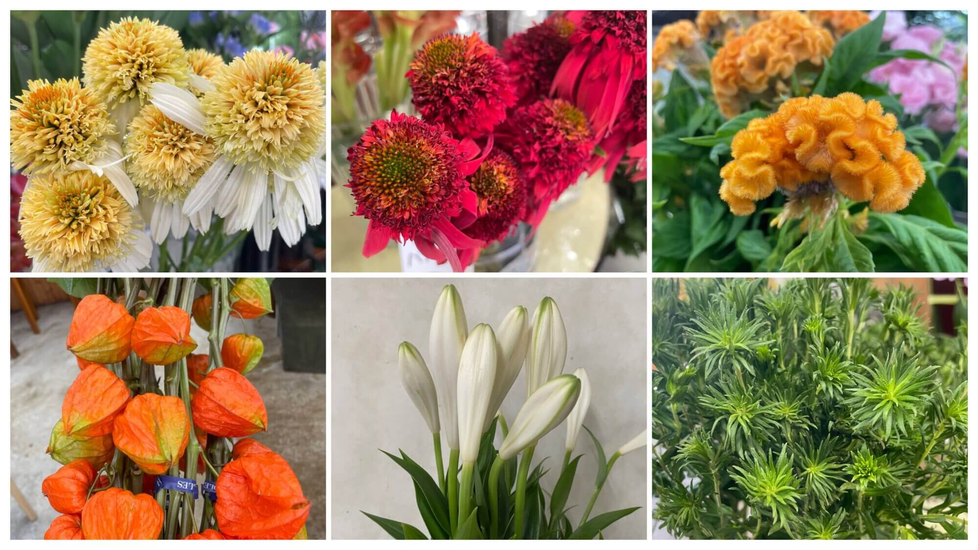 エキナセア、真美白花