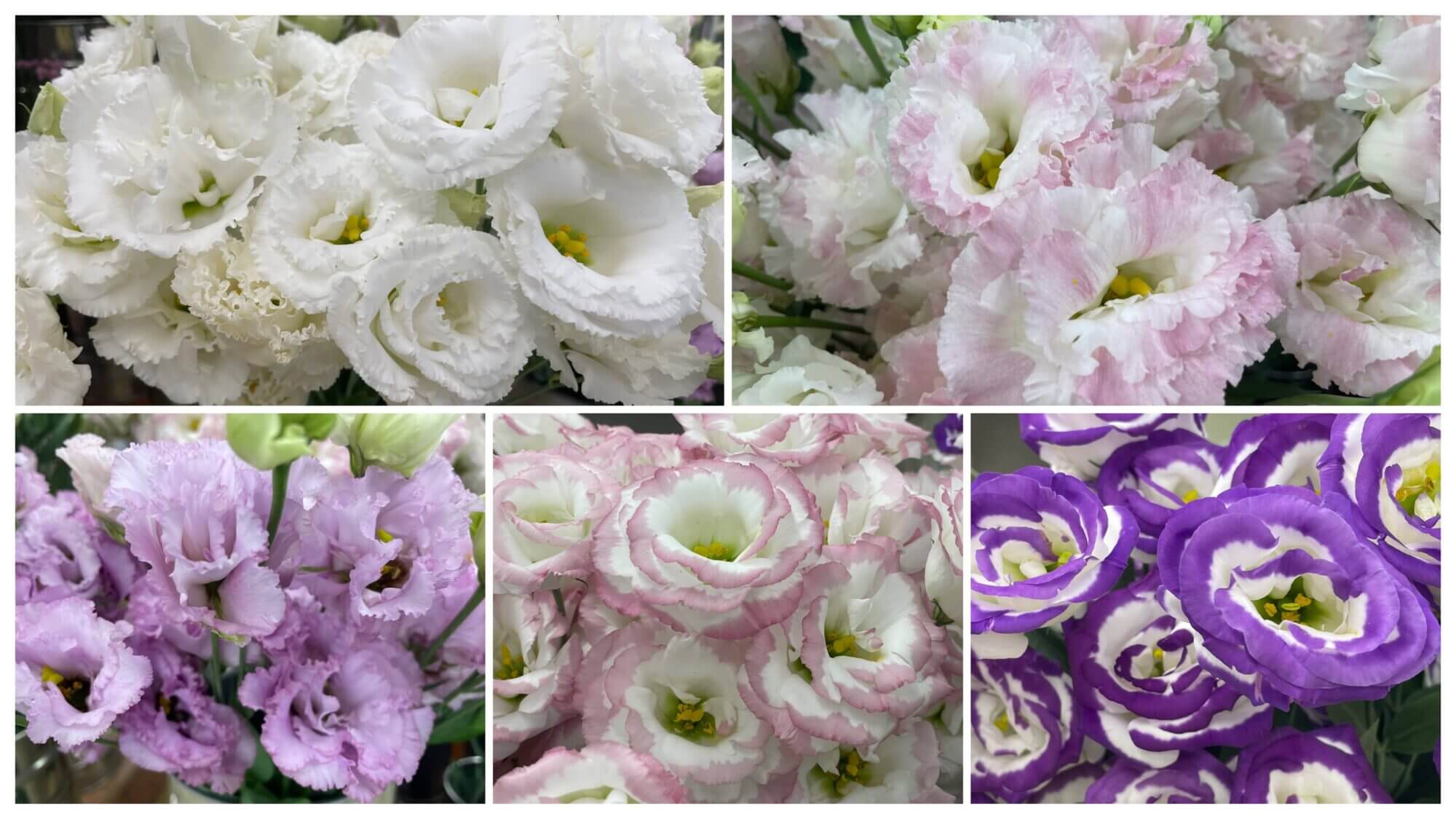 トルコキキョウ、ジュリアスラベンダー、ラフールブルーピコティ