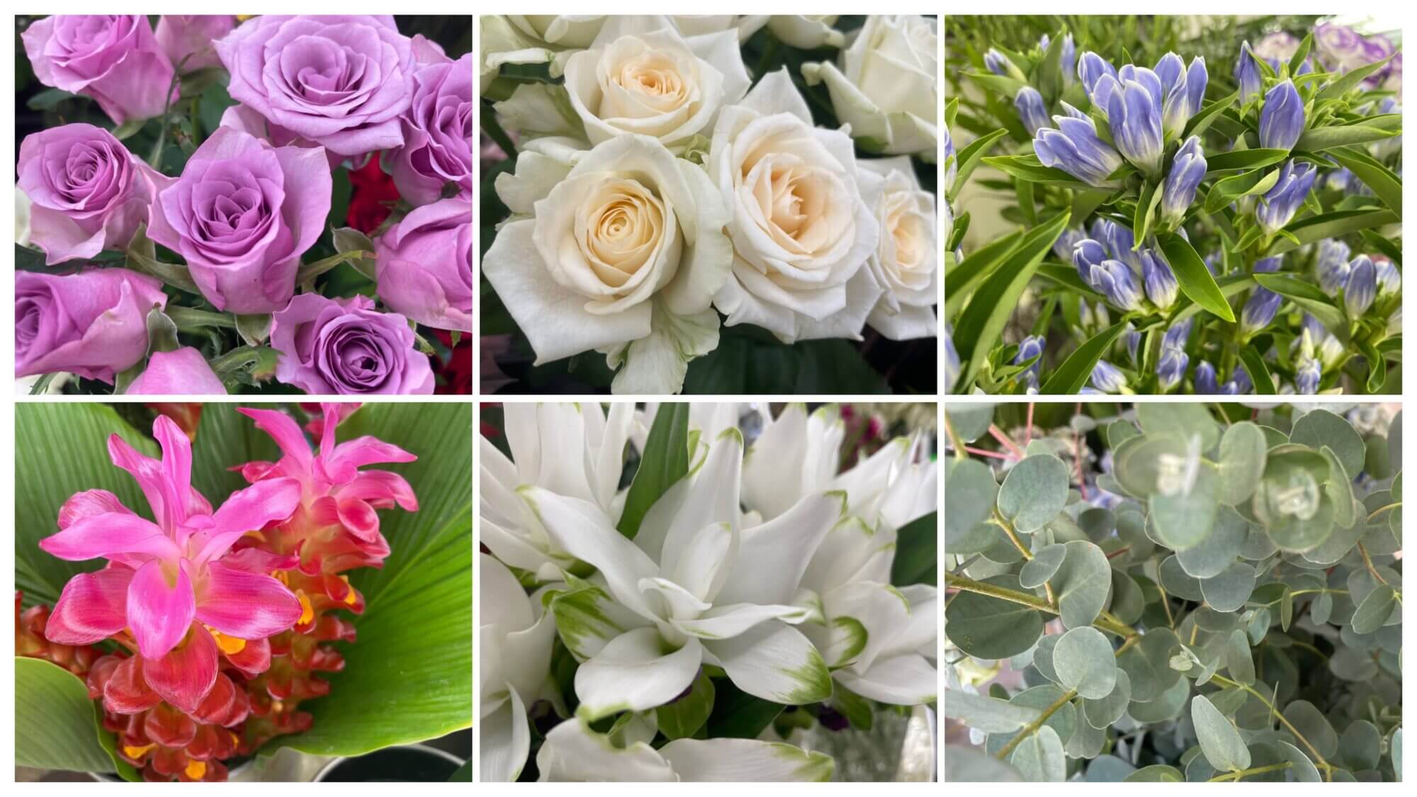 クルクマ　レッドトーチ