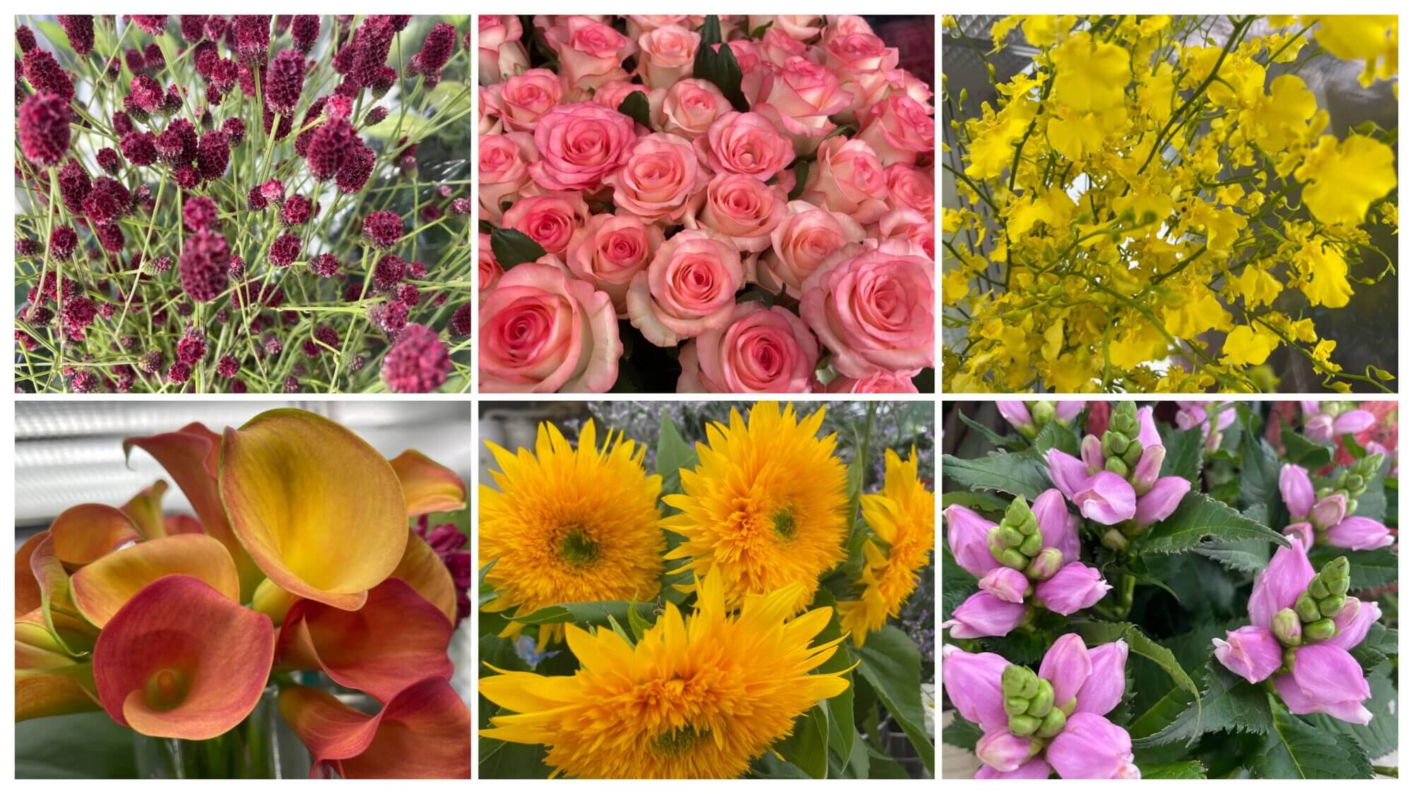 ヒマワリ東北八重　ワレモコウ