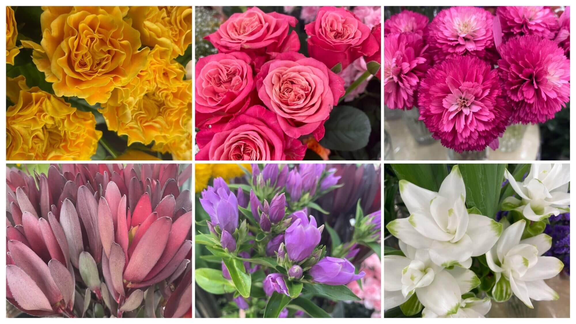 バラ　メルティラブ　マンゴーリーバー