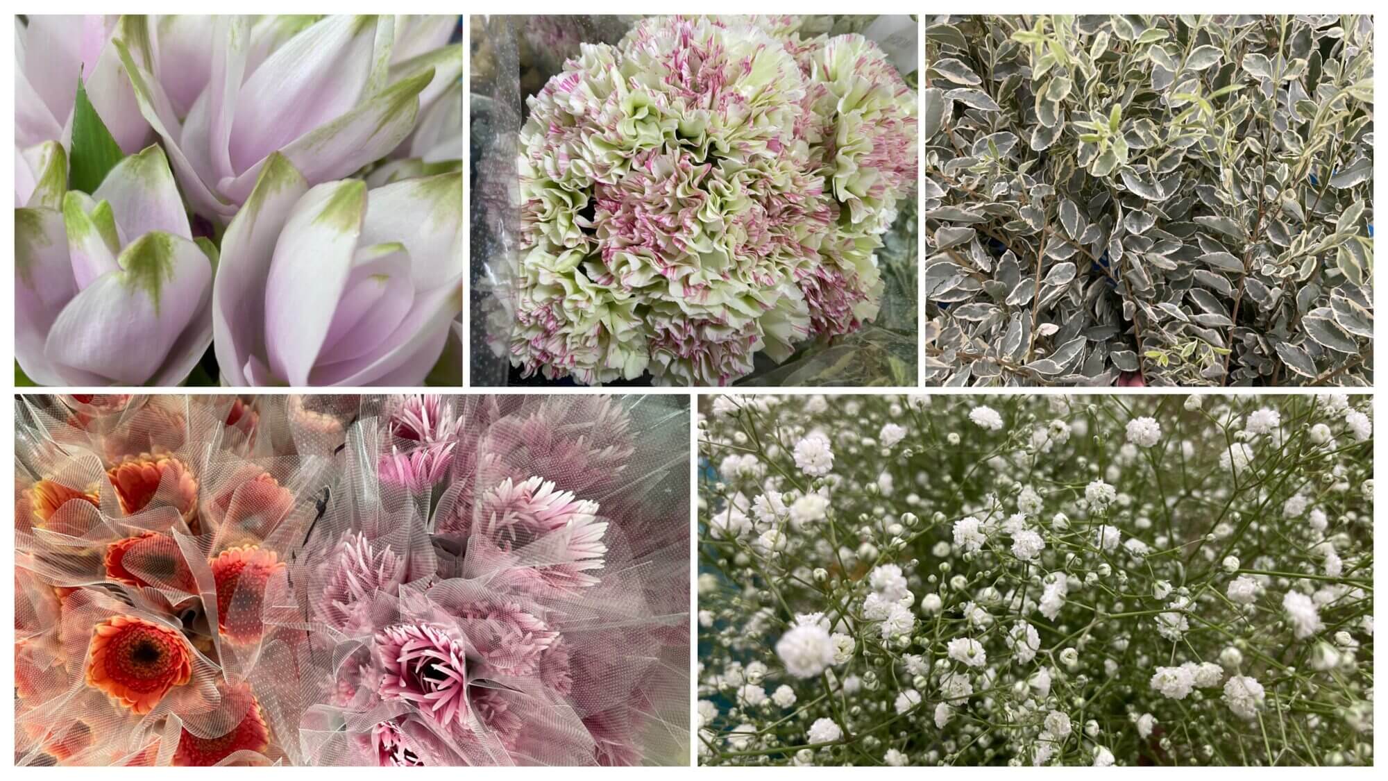 クルクマ　パールピンク