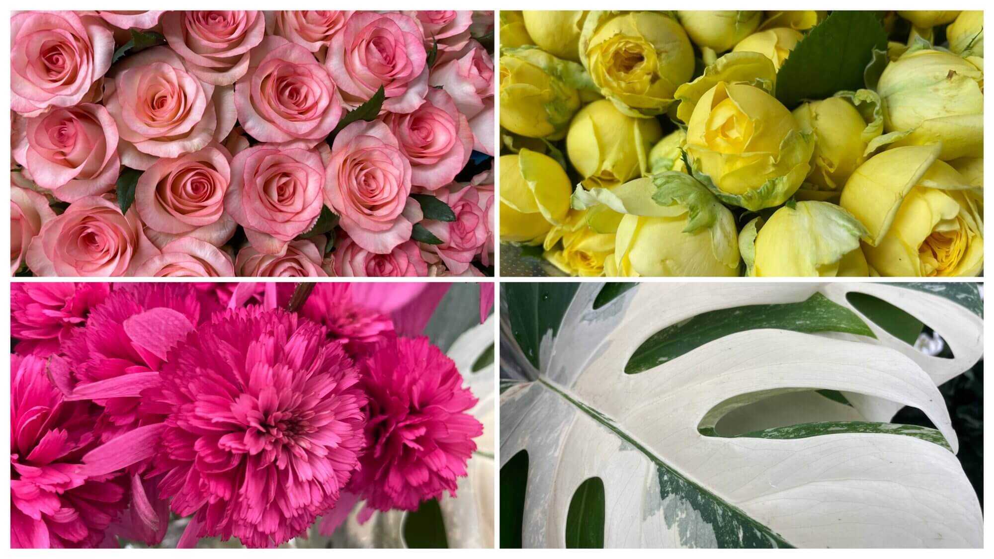 斑入りモンステラ