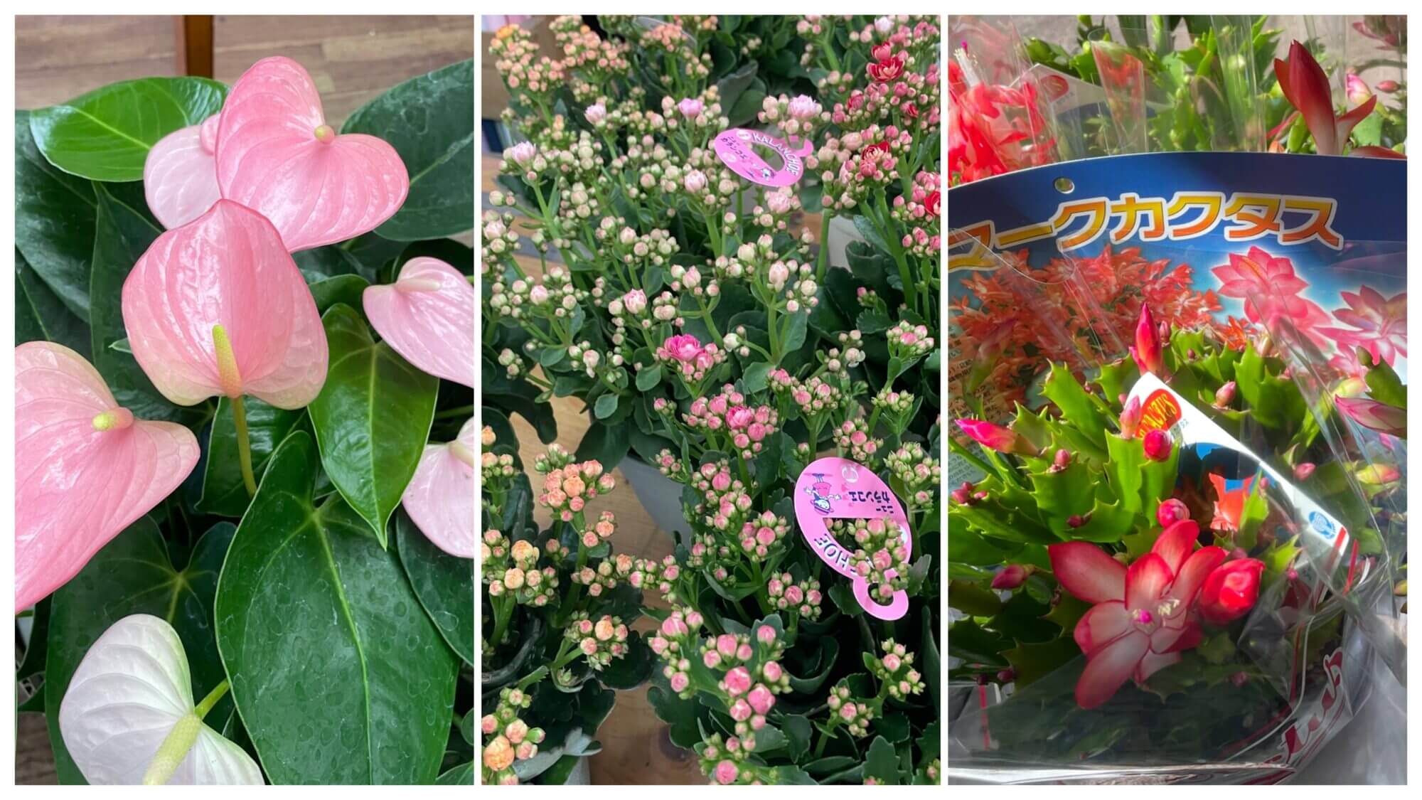 アンスリウム　カランコエ　デンマークカクタス　シャコバサボテン