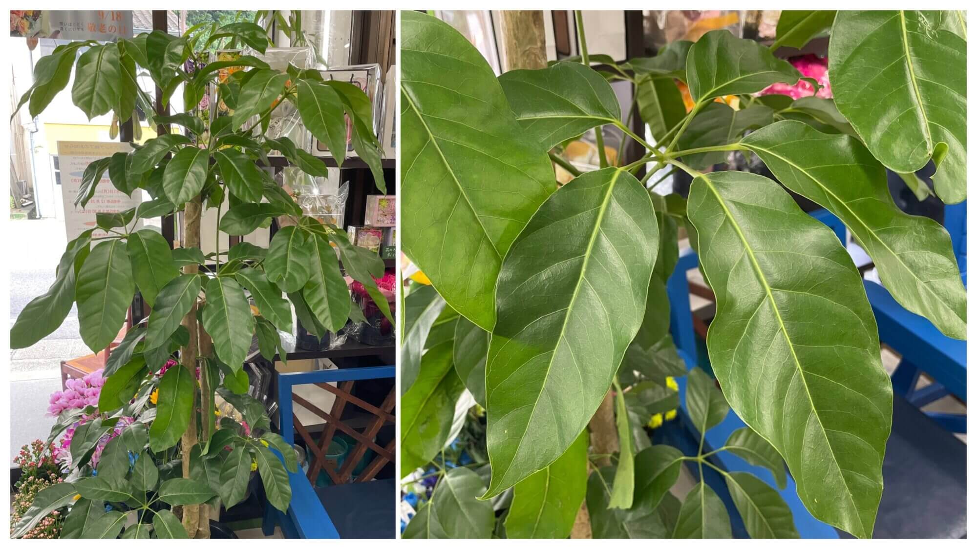 シェフレラ・アクティノフィラ