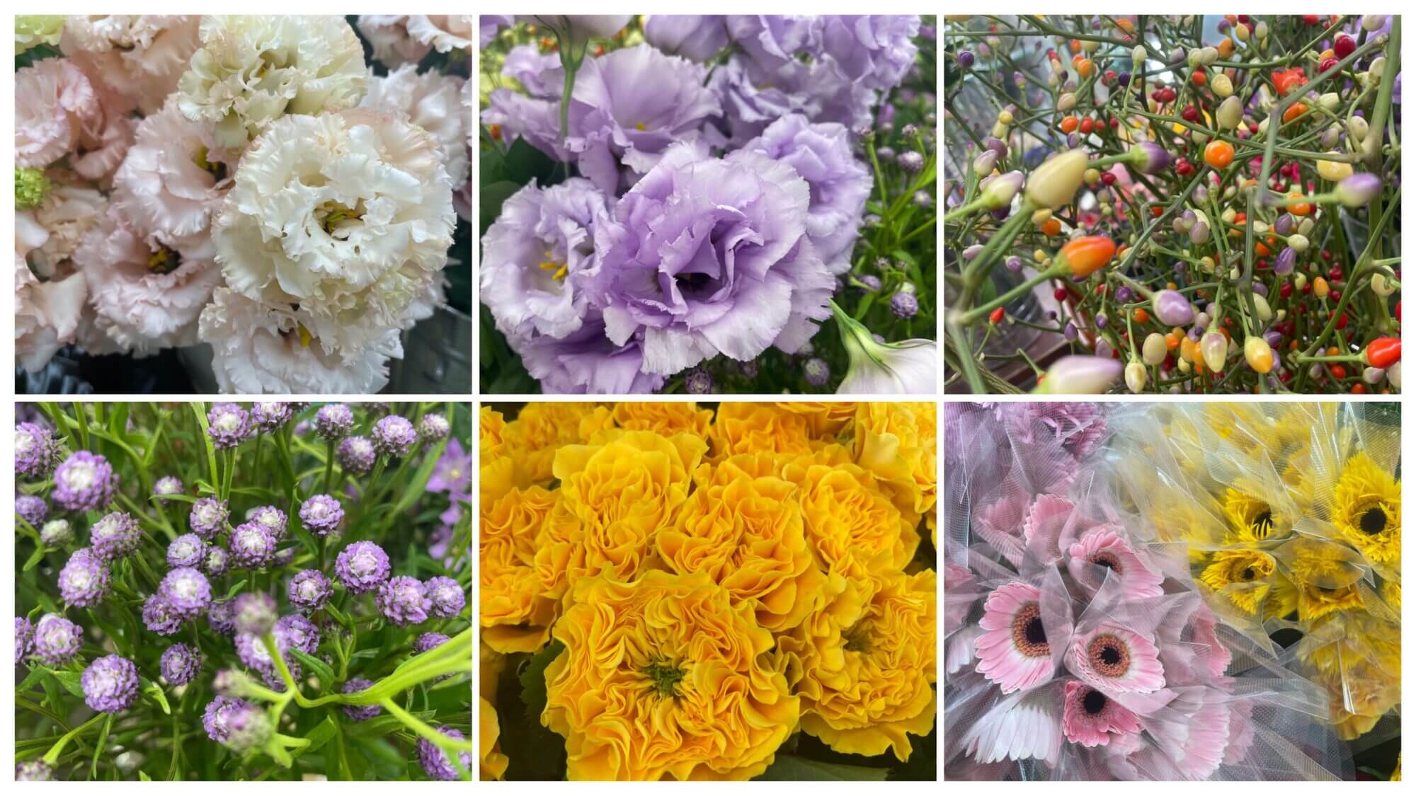 トルコキキョウ　ボヤージュアプリコット　ジェームス