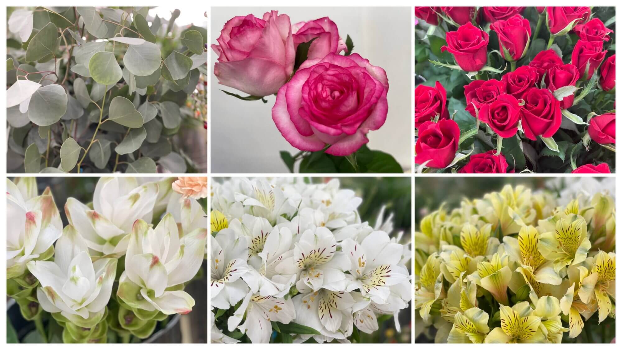 バラ　ヴェルビータ＋　サムライ08