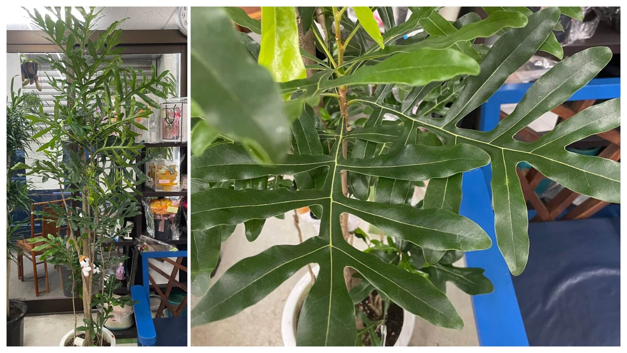 ステノカーパス